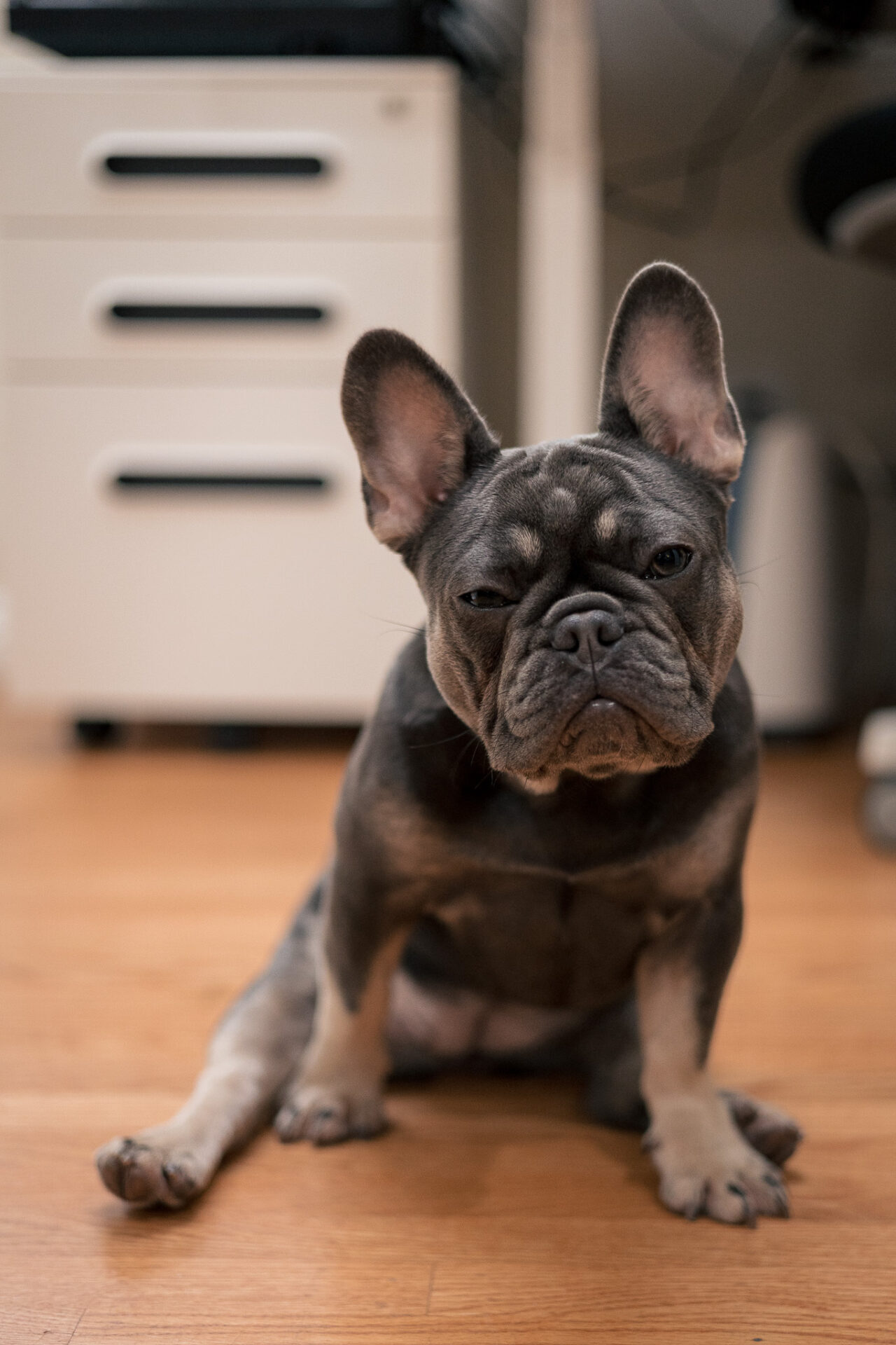 A picture of a french bulldog sitting down like a human squinting at the camera in a super cute way